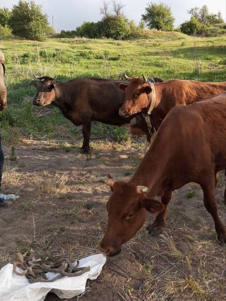 Зображення посту: Дідуся з Донеччини евакуюють на Полтавщину разом з коровами та собакою