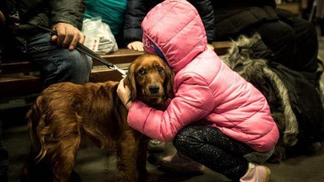 Зображення посту: Тривожна валіза для чотирилапих: що варто взяти з собою в укриття?