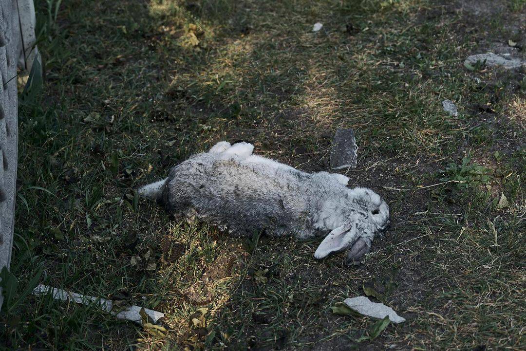 Зображення посту: «Місто заповнила смерть»: український фотограф опублікував знімки з Вовчанська