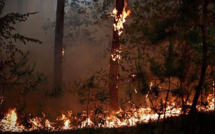 Стаття: 7 тисяч гектарів лісів згоріло на окупованій Луганщині