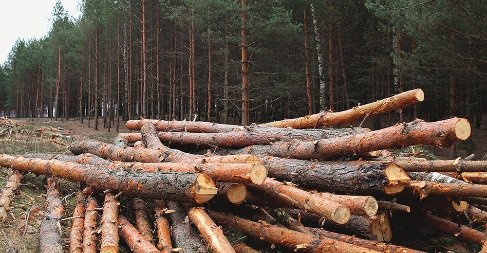 Зображення посту: На тимчасово окупованій Донеччині ворог почав масово вирубувати ліси