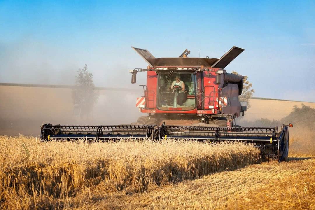 Зображення посту: Зібрали більше, ніж очікували: в Україні завершили жнива пшениці та ячменю