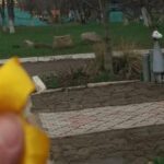 Зображення посту: «Україна єдина»: рух спротиву на Донеччині та Луганщині провів акцію до роковин фейкових «референдумів»